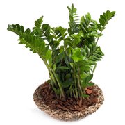 Własny ogród japoński na tarasie