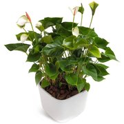 Zielony - kolor nadziei