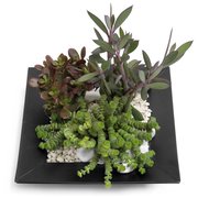 Succulent dla zabieganej mamy